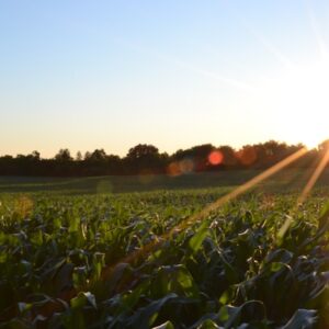 Plan NPK + Fertilizantes